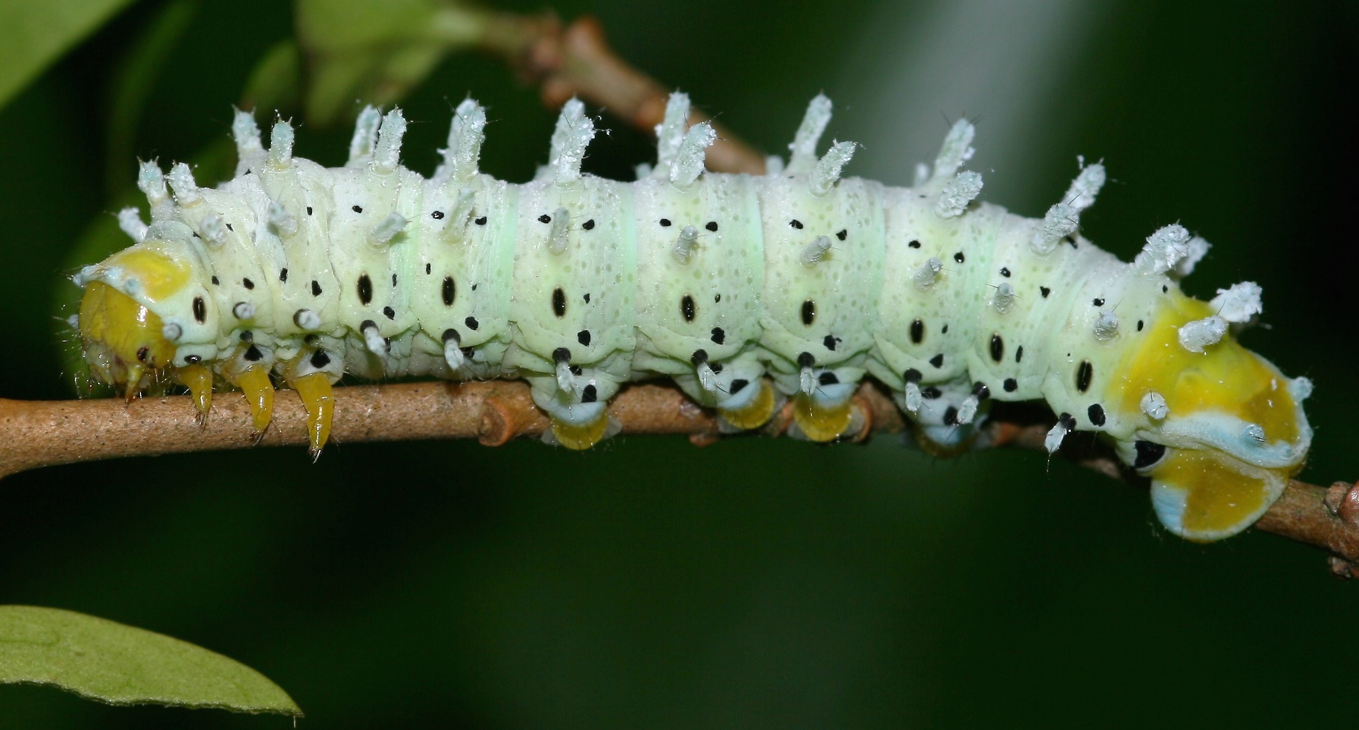 Eritech Silk Federation Hero