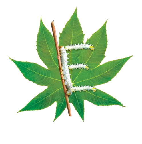 Eritech Silk Federation Logo